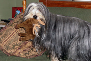 Bailie with a toy moose
